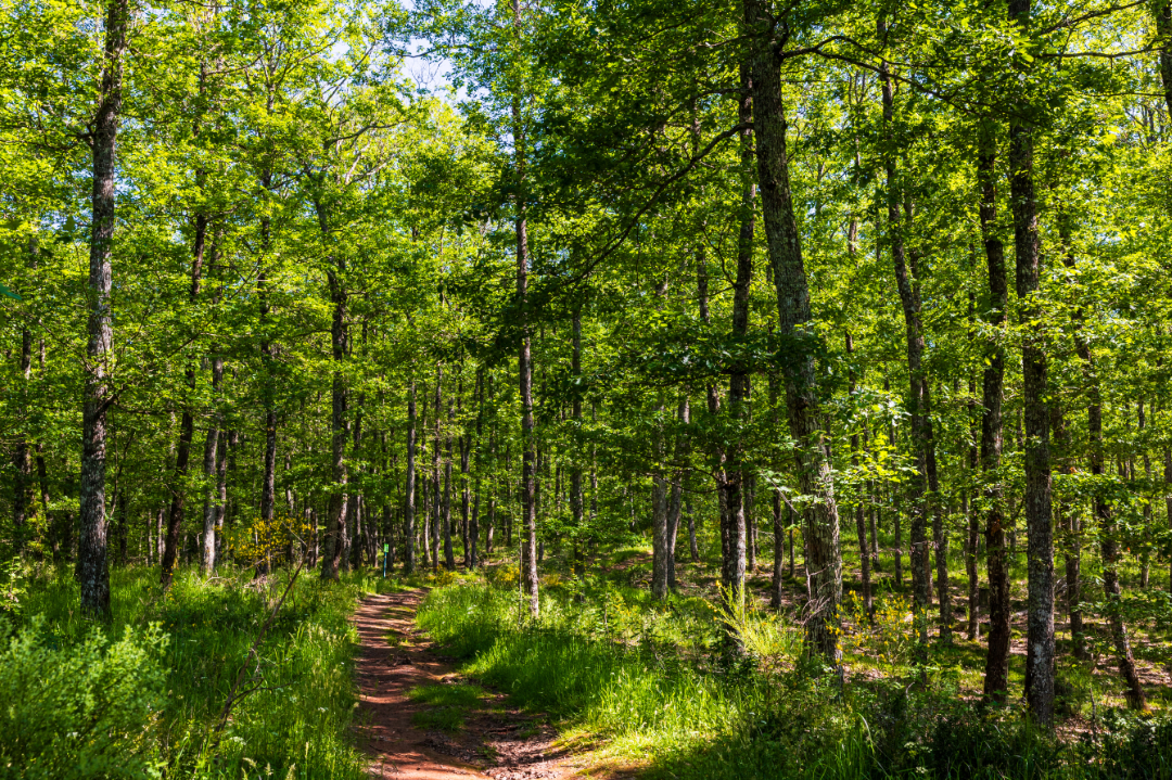 Randonnée en forêt de la Grésigne et découverte de la chenaie.